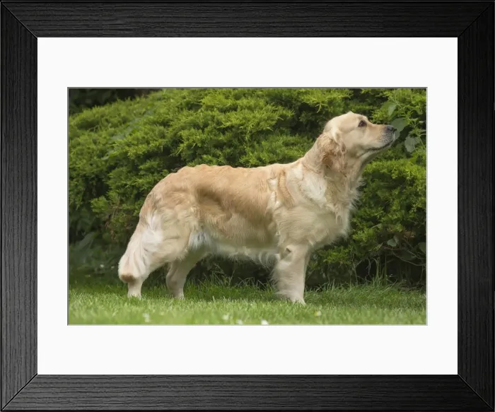 Framed Print : Picture No. 11808123 Framed Print : Picture No. 11808123