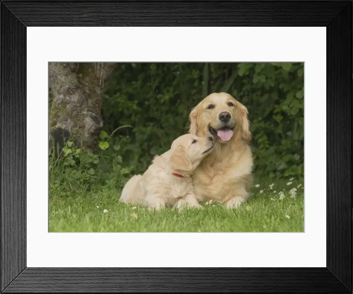 Framed Print : Picture No. 11808126 Framed Print : Picture No. 11808126