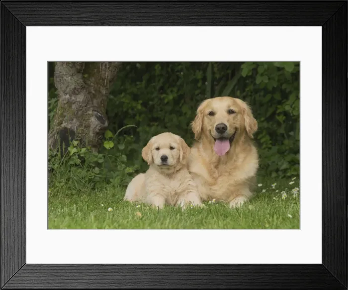 Framed Print : Picture No. 11808127 Framed Print : Picture No. 11808127