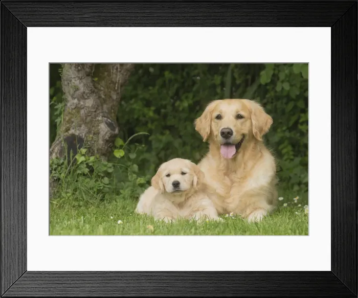 Framed Print : Picture No. 11808128 Framed Print : Picture No. 11808128