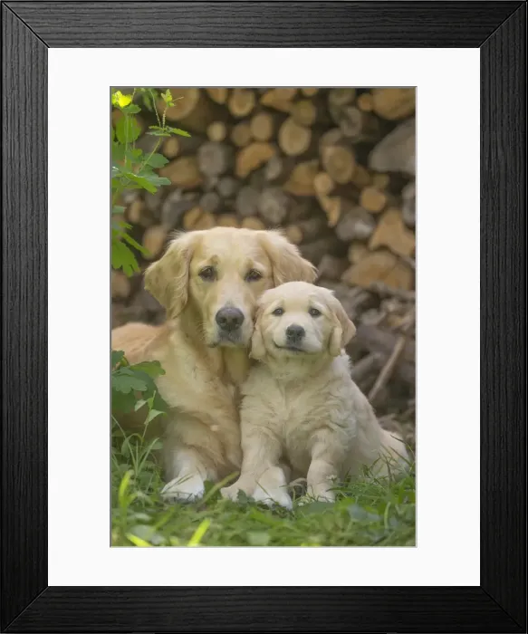 Framed Print : Picture No. 11808129 Framed Print : Picture No. 11808129
