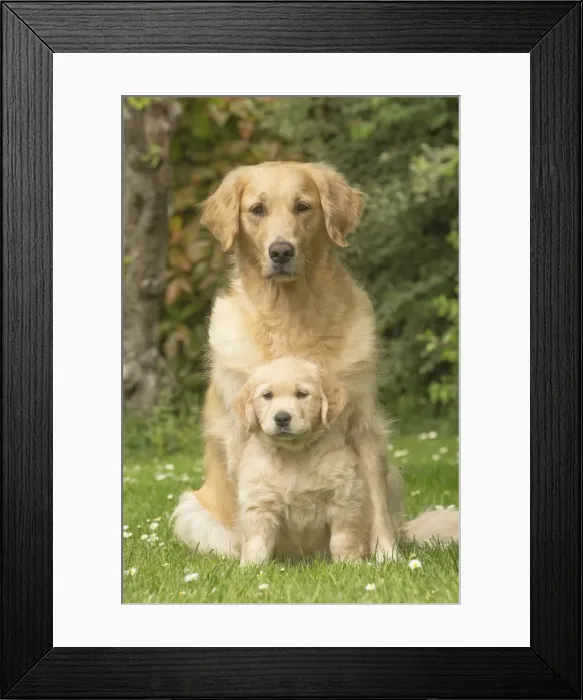 Framed Print : Picture No. 11808130 Framed Print : Picture No. 11808130