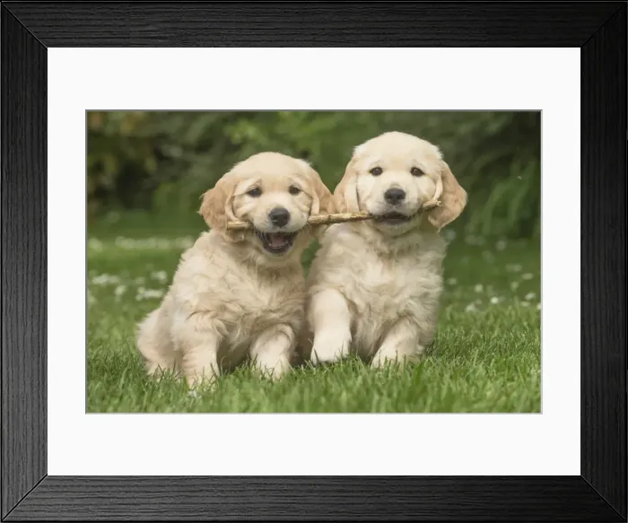 Framed Print : Picture No. 11808132 Framed Print : Picture No. 11808132