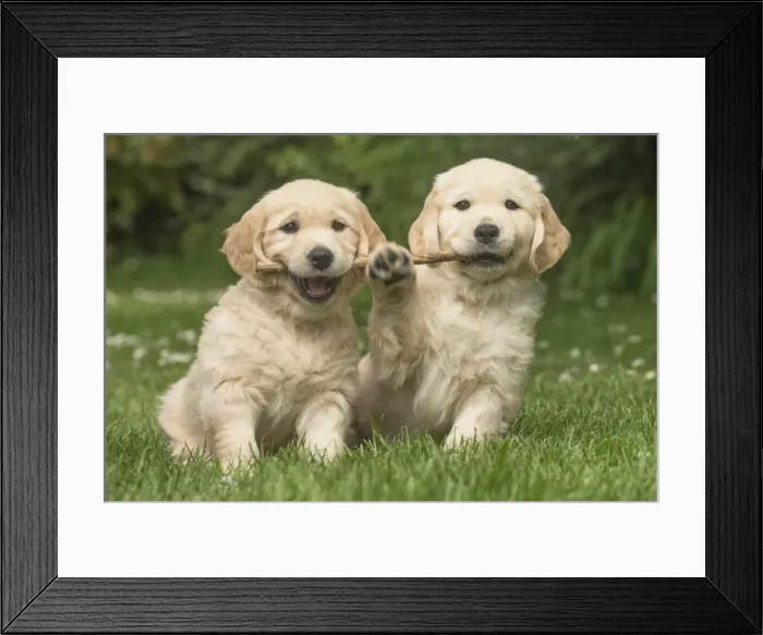 Framed Print : Picture No. 11808134 Framed Print : Picture No. 11808134