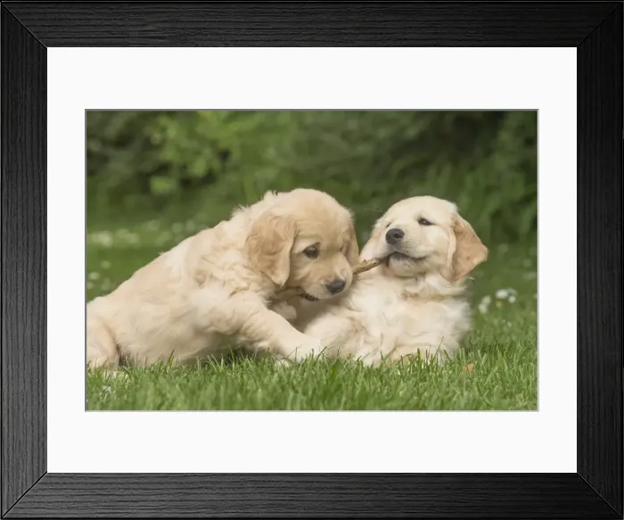 Framed Print : Picture No. 11808136 Framed Print : Picture No. 11808136