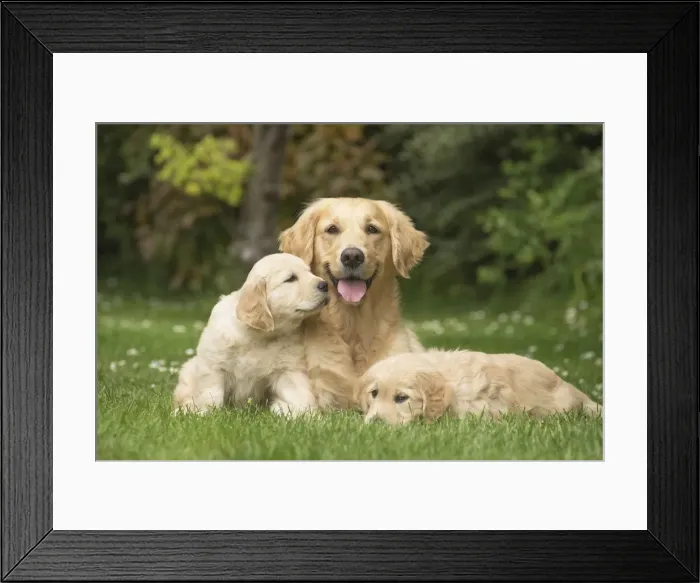 Framed Print : Picture No. 11808138 Framed Print : Picture No. 11808138