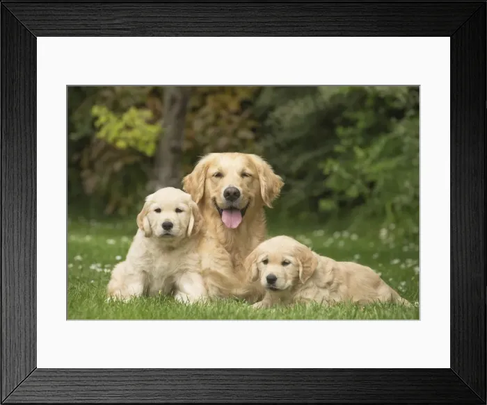 Framed Print : Picture No. 11808139 Framed Print : Picture No. 11808139