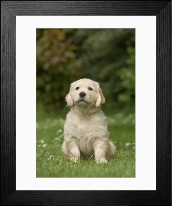 Framed Print : Picture No. 11808141 Framed Print : Picture No. 11808141