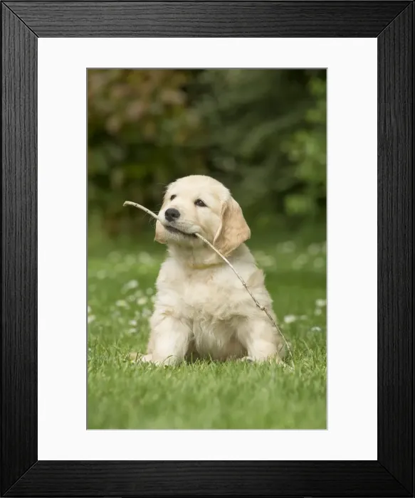Framed Print : Picture No. 11808142 Framed Print : Picture No. 11808142