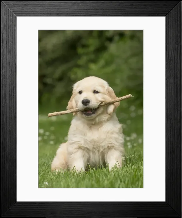 Framed Print : Picture No. 11808143 Framed Print : Picture No. 11808143