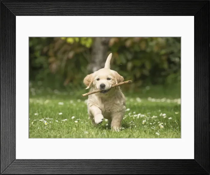 Framed Print : Picture No. 11808144 Framed Print : Picture No. 11808144