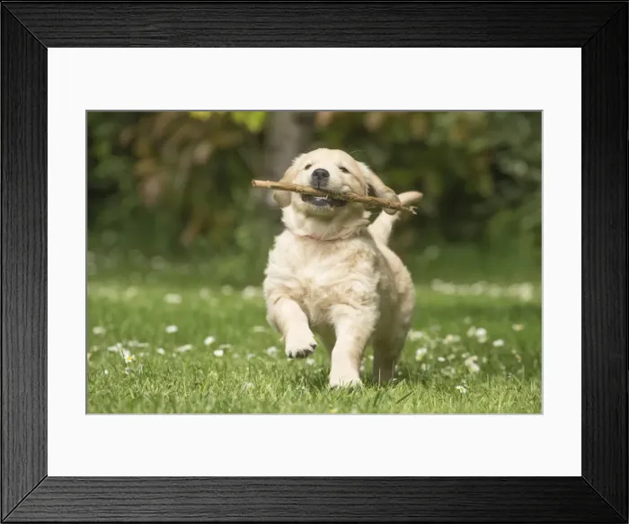 Framed Print : Picture No. 11808145 Framed Print : Picture No. 11808145