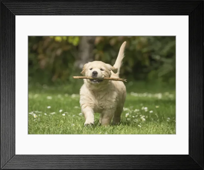 Framed Print : Picture No. 11808146 Framed Print : Picture No. 11808146