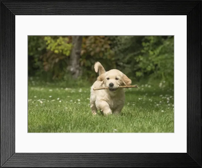 Framed Print : Picture No. 11808147 Framed Print : Picture No. 11808147