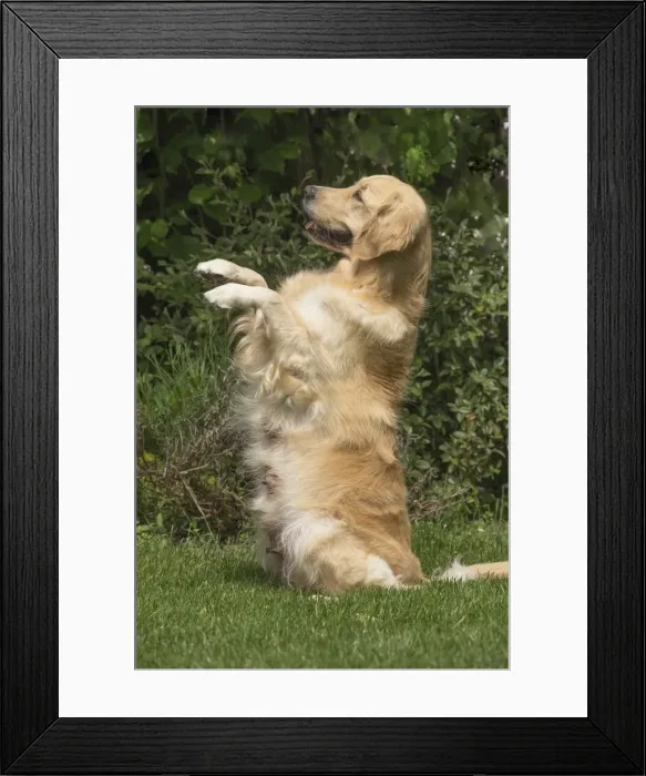 Framed Print : Picture No. 11808148 Framed Print : Picture No. 11808148