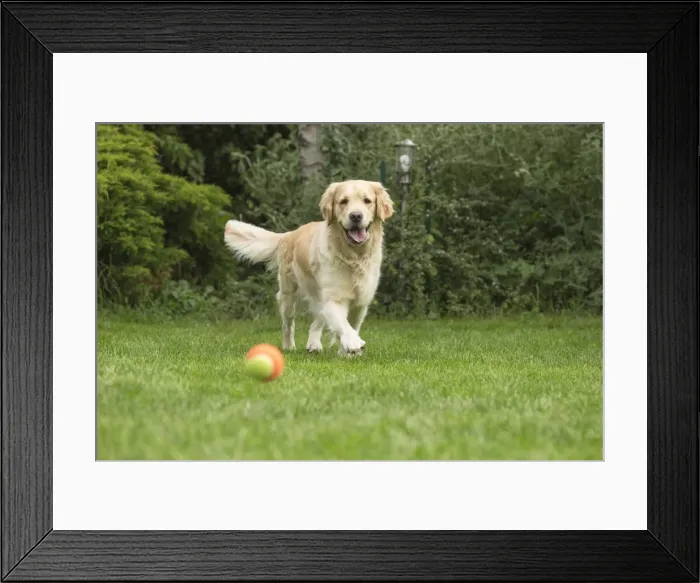 Framed Print : Picture No. 11808149 Framed Print : Picture No. 11808149