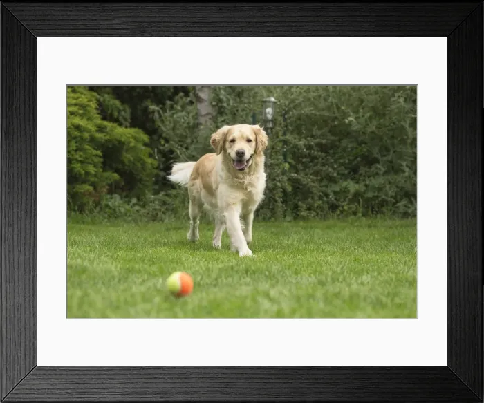 Framed Print : Picture No. 11808150 Framed Print : Picture No. 11808150