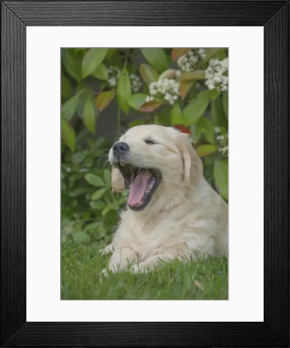 Framed Print : Picture No. 11808152 Framed Print : Picture No. 11808152