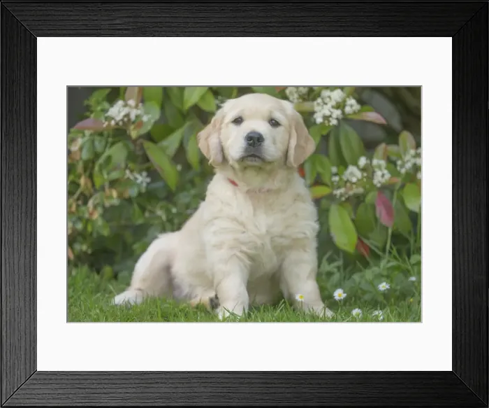 Framed Print : Picture No. 11808155 Framed Print : Picture No. 11808155