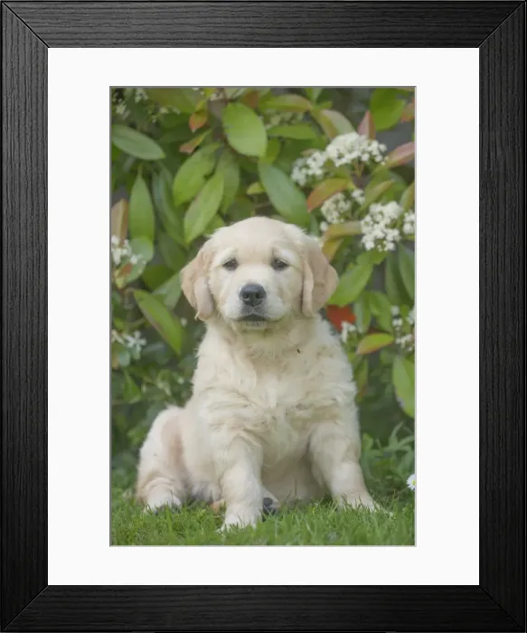 Framed Print : Picture No. 11808157 Framed Print : Picture No. 11808157