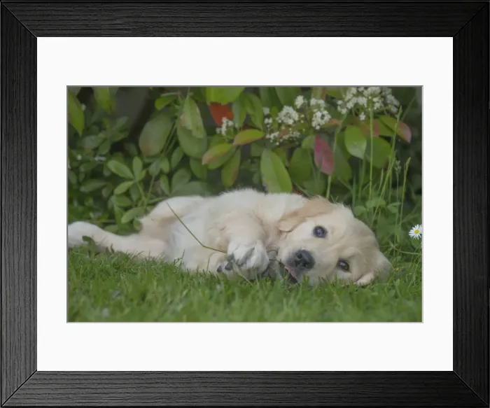 Framed Print : Picture No. 11808159 Framed Print : Picture No. 11808159