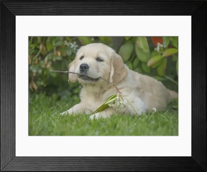 Framed Print : Picture No. 11808160 Framed Print : Picture No. 11808160
