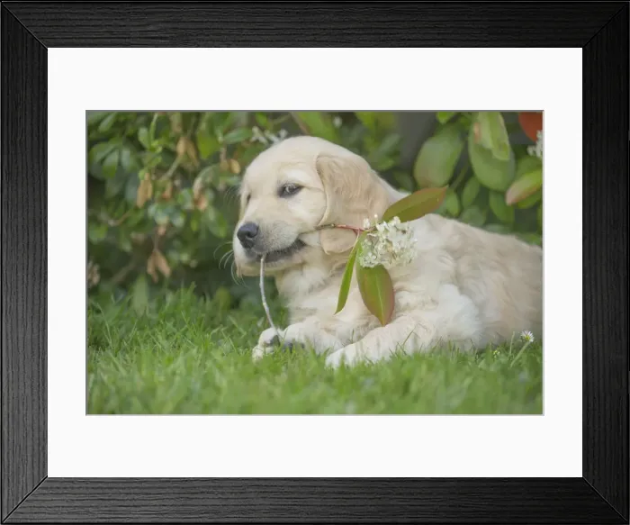 Framed Print : Picture No. 11808161 Framed Print : Picture No. 11808161