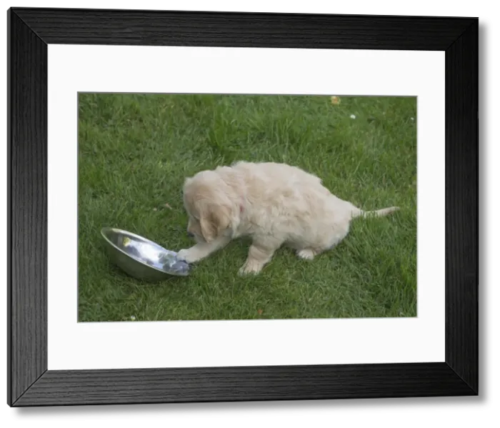 Framed Print : Picture No. 11808162 Framed Print : Picture No. 11808162