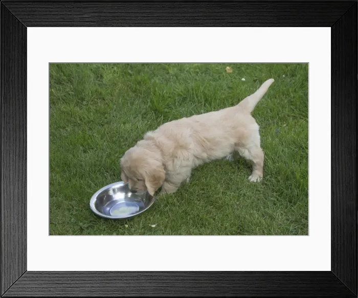 Framed Print : Picture No. 11808163 Framed Print : Picture No. 11808163