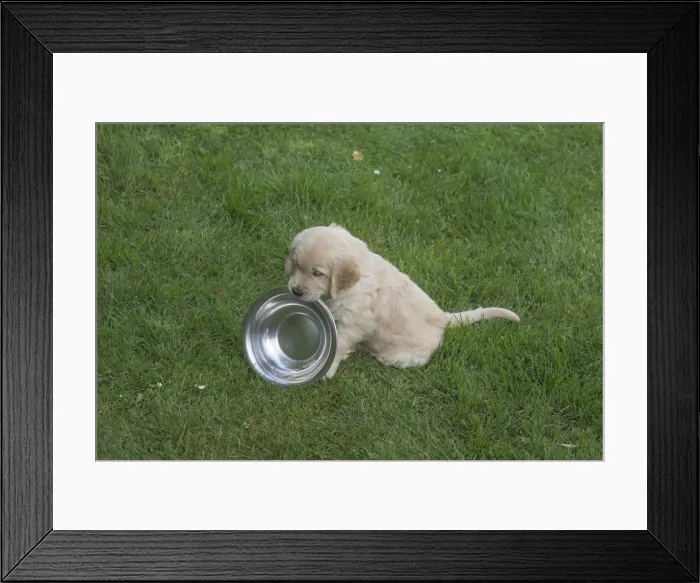 Framed Print : Picture No. 11808164 Framed Print : Picture No. 11808164