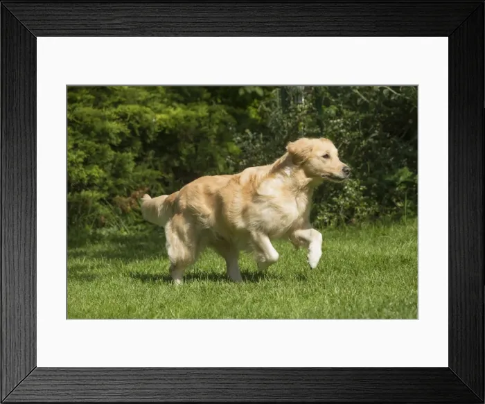 Framed Print : Picture No. 11808165