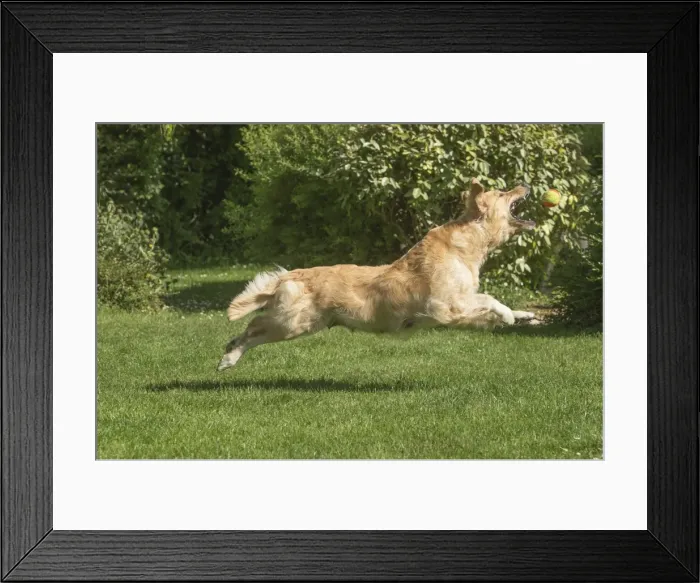 Framed Print : Picture No. 11808167 Framed Print : Picture No. 11808167