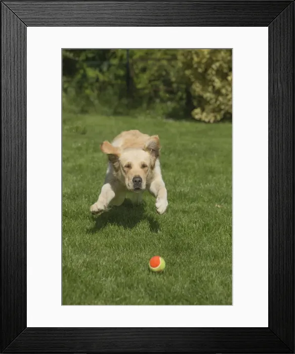 Framed Print : Picture No. 11808168 Framed Print : Picture No. 11808168