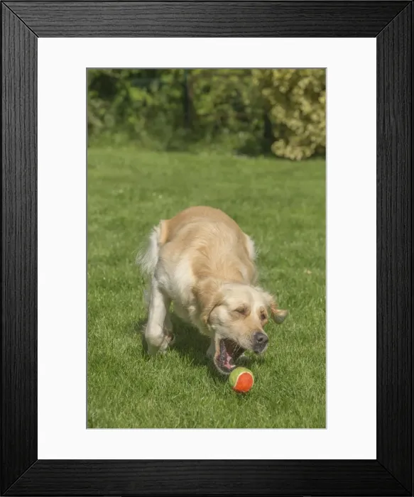 Framed Print : Picture No. 11808169 Framed Print : Picture No. 11808169