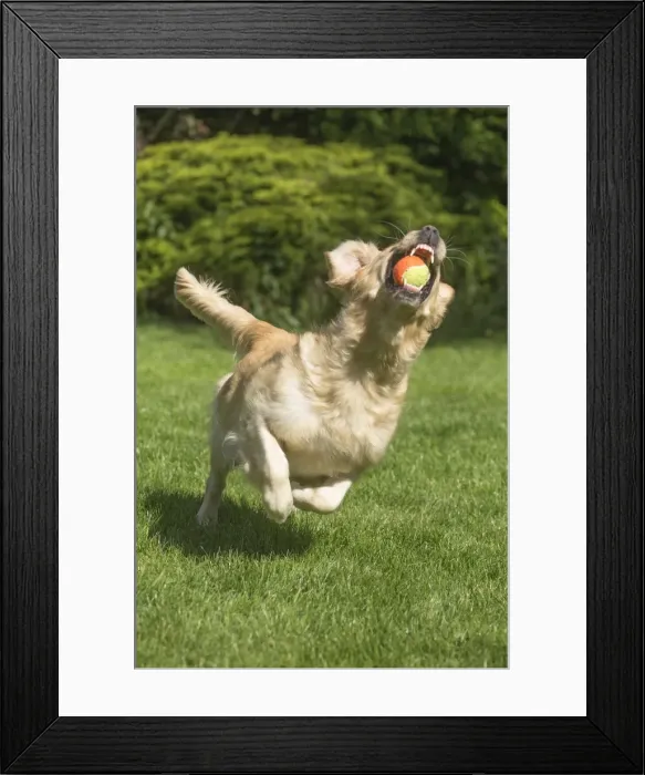 Framed Print : Picture No. 11808170 Framed Print : Picture No. 11808170