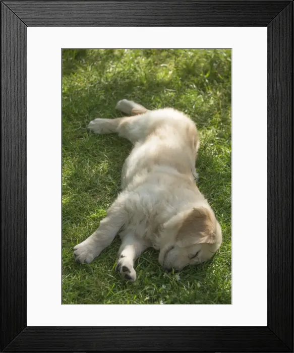 Framed Print : Picture No. 11808172 Framed Print : Picture No. 11808172