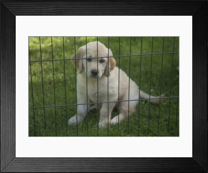 Framed Print : Picture No. 11808173 Framed Print : Picture No. 11808173