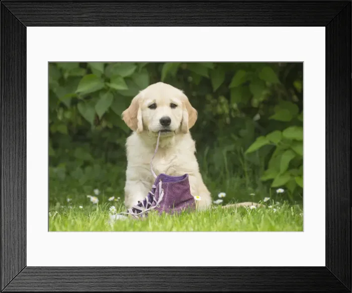Framed Print : Picture No. 11808174 Framed Print : Picture No. 11808174