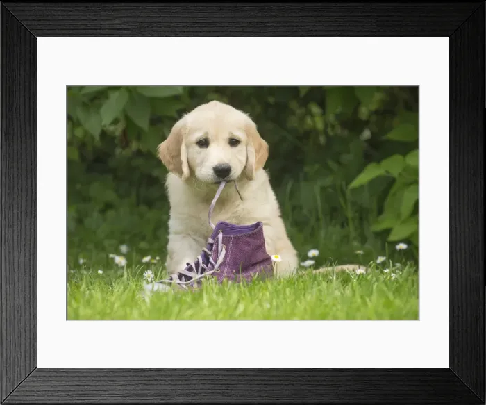 Framed Print : Picture No. 11808175 Framed Print : Picture No. 11808175