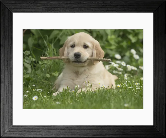 Framed Print : Picture No. 11808176 Framed Print : Picture No. 11808176
