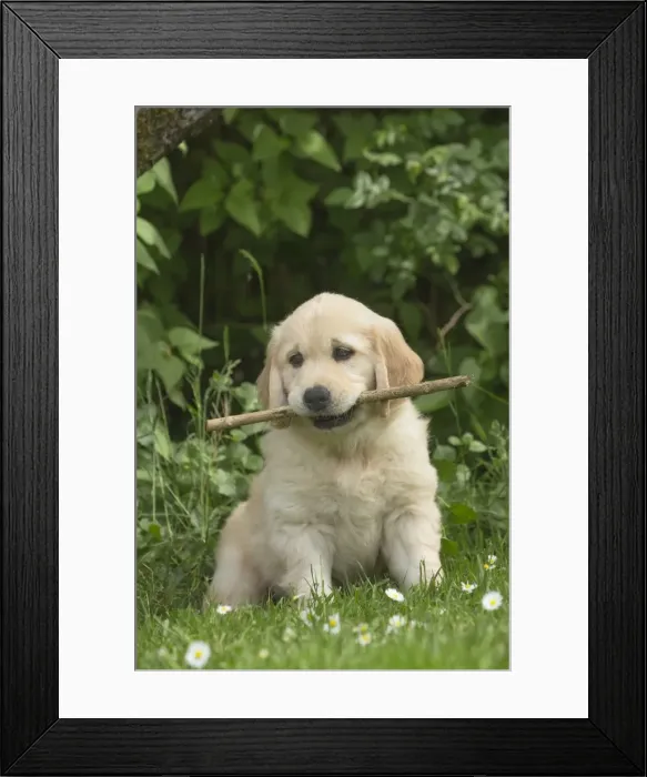 Framed Print : Picture No. 11808177 Framed Print : Picture No. 11808177