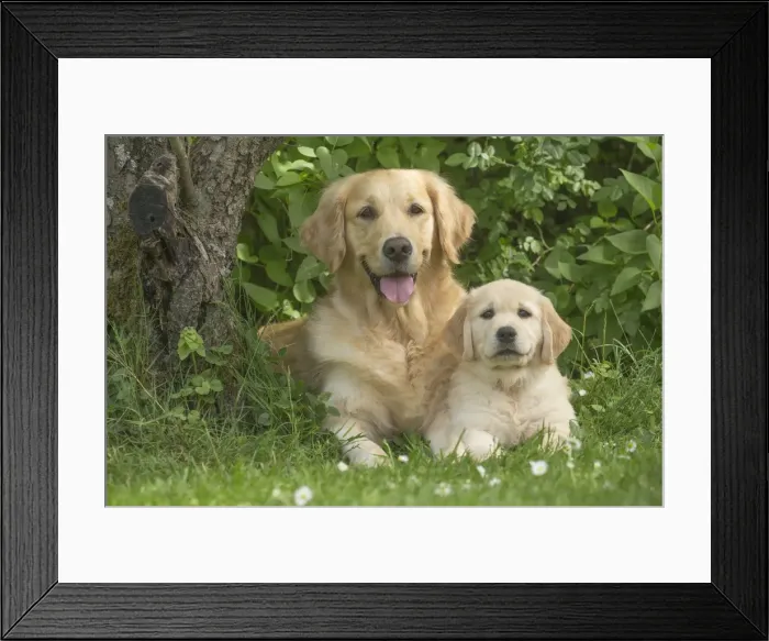Framed Print : Picture No. 11808178 Framed Print : Picture No. 11808178