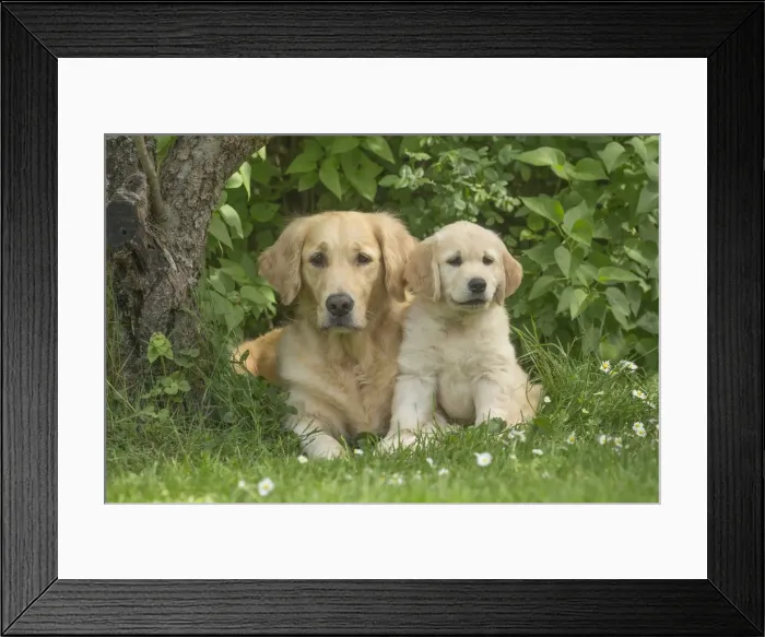 Framed Print : Picture No. 11808179 Framed Print : Picture No. 11808179
