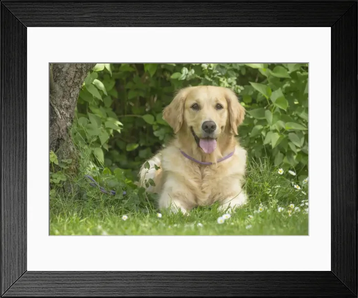 Framed Print : Picture No. 11808180 Framed Print : Picture No. 11808180