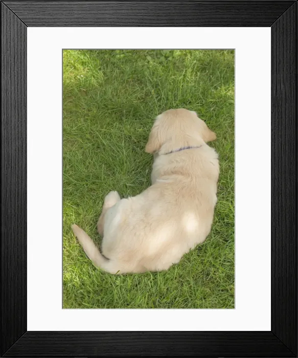 Framed Print : Picture No. 11808181 Framed Print : Picture No. 11808181