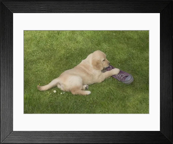Framed Print : Picture No. 11808185 Framed Print : Picture No. 11808185