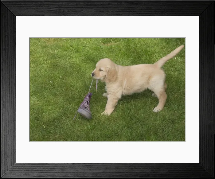 Framed Print : Picture No. 11808186 Framed Print : Picture No. 11808186
