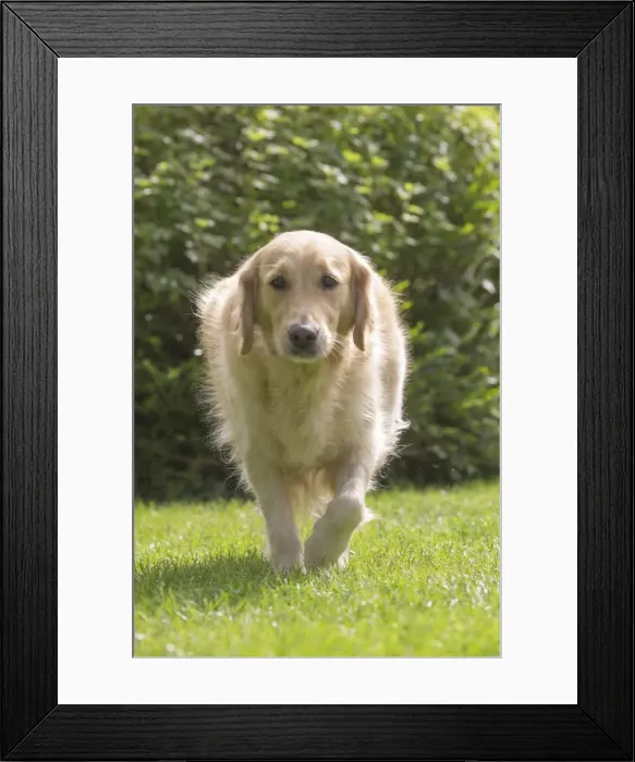 Framed Print : Picture No. 11808189 Framed Print : Picture No. 11808189