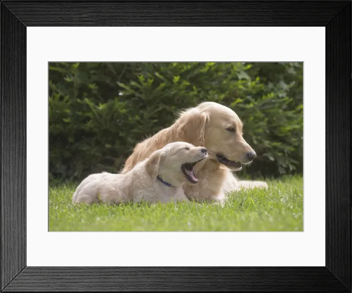 Framed Print : Picture No. 11808191