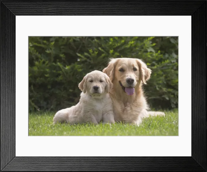 Framed Print : Picture No. 11808192 Framed Print : Picture No. 11808192